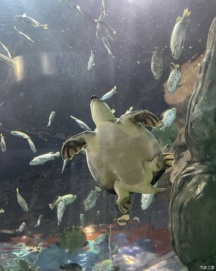 {WG匯遊會娛樂}(上海海洋水族馆旅游攻略 海洋水族馆好玩吗)