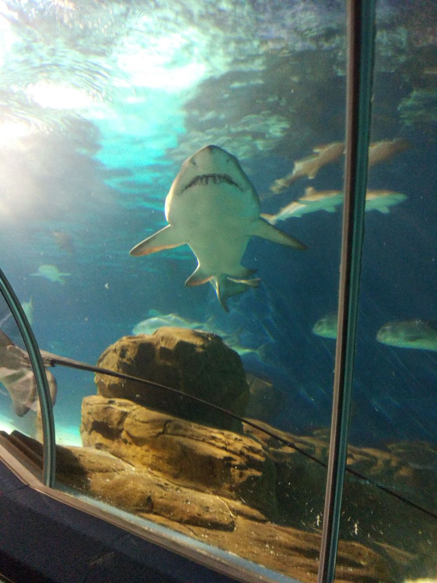 {WG匯遊會娛樂}(上海海洋水族馆旅游攻略 海洋水族馆好玩吗)